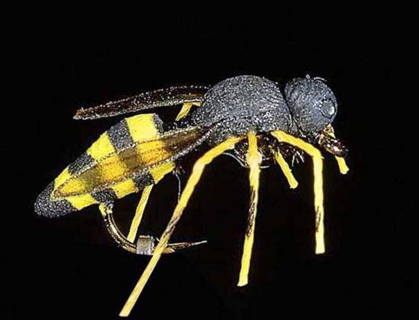 Mouche JMC guèpe H12