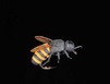 Mouche JMC abeille H10